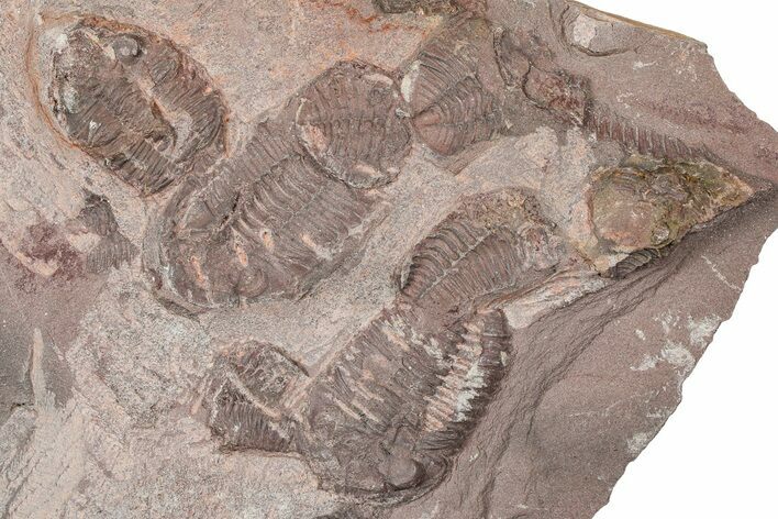 Ordovician Trilobite Mortality Plate - Tafraoute, Morocco #370553